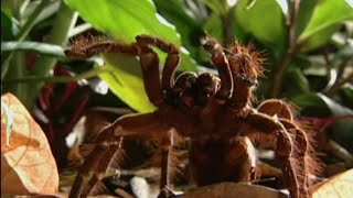 ¿Cómo ataca la araña más grande del mundo  National Geographic [upl. by Northrop]