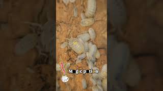 Armadillidium granulatum quotMagic Potionquot [upl. by Esyle]