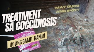 GAMOT SA SISIW NA UMIIPOT NG DUGO  COCCIDIOSIS TREATMENT [upl. by Magas]