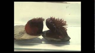 Actinia equina aggressive behaviour with boldness [upl. by Rozalie360]