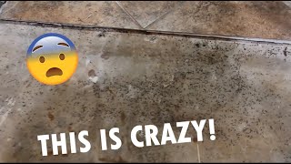 Could This Get Any Worse😲 Big Ant INFESTATION🐜 With A Flooded Basement 💧 [upl. by Iadrahc156]