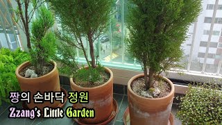 🌸 이번 생엔 다시 못할 14년된 율마 3그루 대형 화분 갈아주기♡짱의 손바닥 정원🌿Goldcrest Wilma [upl. by Asikal]