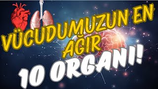 İnsan Vücudunun En Ağır 10 Organı ve Görevleri [upl. by Iadahs]