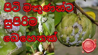 පිටි මකුණන්ගේ කරදරේට හරියනම බෙහෙතක් Piti Makuna  How to control mealybugs pitimakuna palanaya [upl. by Odrawde]