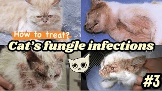 How To Treat Fungal Infection In Cats amp Kittens  क्या आप हैं फंगल इंफेक्शन से परेशान  Products [upl. by Lashonde34]