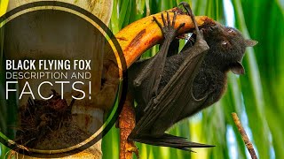 Black Flying Fox  Description and Facts [upl. by Uella]