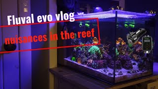 fluval evo 135 vlog mixed reef [upl. by Atilemrac]