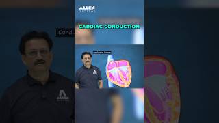 What is Conduction System of the Heart  Learn with Animations  ALLENNEET shorts [upl. by Enilkcaj470]