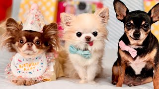 We Threw A Chihuahua Birthday Party for LouTheChichi [upl. by Haggi]