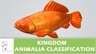 Kingdom Animalia Classification [upl. by Norrek]