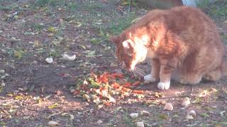 Question  why is Garfield eating the Beans and Carrots left out for the Ants and the birds [upl. by Martz69]