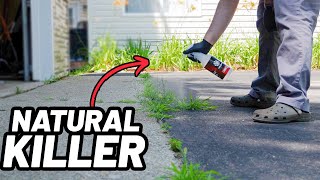 OBLITERATE all Weeds with this Natural Weed Killer [upl. by Jp856]