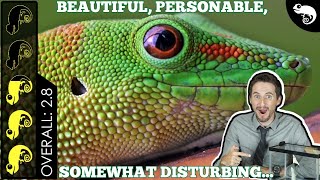 Giant Day Gecko The Best Pet Lizard [upl. by Brie]