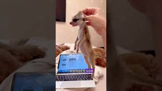 Pregnant meerkat being bulliedforyou animals meetkat cute heartwarming [upl. by Frick]