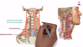 Arterial blood supply of the brain  vertebral artery [upl. by Haeluj]