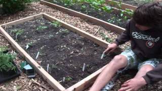 Planting tomatos amp peppers [upl. by Dido]