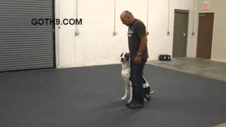 Great Dane Dog Training by Got K9 in Las Vegas Nevada [upl. by Sudaorb]