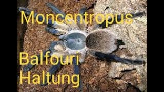 HALTUNGS BASICS BLAUE JEMEN VOGELSPINNE  MONOCENTROPUS BALFOURI  Socotra Island Blue Baboon care [upl. by Ahtekal]