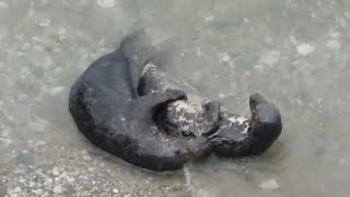 Seal Love  Grey seals mating [upl. by Irwin]