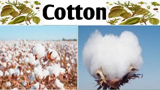 CottonPharmacognosy Unit 4 B Pharm 4 Sem cotton plantfibers jitendrapatel [upl. by Edsel]