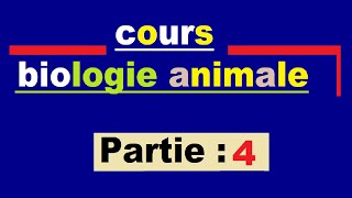 La Biologie animale Ep 4  protostomiens et deutérostomiens [upl. by Teddie256]