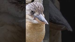 BlueWinged Kookaburra CloseUp  Blauflügelliest Großaufnahme Tierpark  Birkenheide [upl. by Jaine]