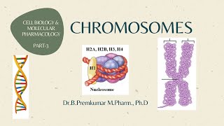 Chromosomes CBMPPart3 [upl. by Suqram]