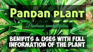 Pandan  Pandanus amaryllifolius  uses and benifits of the plant [upl. by Hashimoto]