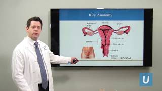 What Is Cervical Cancer  Joshua G Cohen MD  UCLA Obstetrics and Gynecology [upl. by Quince829]