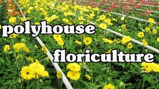 Floriculture  Gerbera amp Carnation flowers  Cut Flowers  cultivation in Polyhouse  Paadi Pantalu [upl. by Lody]