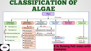 Algae  CLASSIFICATION OF ALGAE   PROKARYOTIC amp EUKARYOTIC ALGAE  BSc 1 Year Botany Notes  ZBC [upl. by Ibocaj]