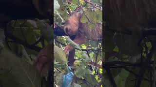 Two toed sloth Costa Rica [upl. by Staal]