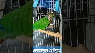 PYRRHURA CLÁSICA 🦜🤩 aviario pyrrhura loro [upl. by Eveam404]