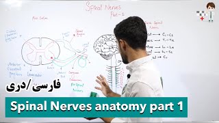 Spinal Nerves Anatomy Part 1  اناتومی اعصاب نخاعی Anatomy26 [upl. by Nylkcaj]