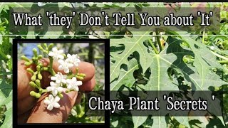 What You Should Know about Chaya Plant before Consumption Cnidoscolus aconitifolius Tree Spinach [upl. by Nomor783]