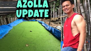 AZOLLA FOR MY NATIVE CHICKEN  HOW TO CULTIVATE AZOLLA [upl. by Adnilem]