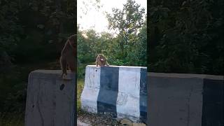 🙏he guru dev app ki charno mein 🙏🐒🐒♥️monky short youtube [upl. by Brunhilda]