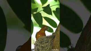 Orangeheaded thrush with babies wildlifephotography birding koustavbasuclickography [upl. by Faubert]