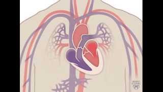 The Heart and Circulatory System  How They Work [upl. by Eudo]