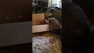 Bobcat playing in box [upl. by Sidnac]