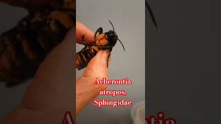 Acherontia atropos Sphingidae БРАЖНИК МЕРТВАЯ ГОЛОВА ВЫВЕЛСЯ В КУЛЬТУРЕ ДОМА [upl. by Notyalk193]