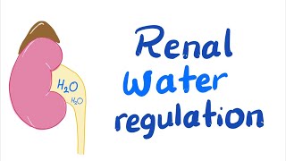 Renal Water Control  Extracellular Fluid Volume ECFV Regulation  Fluids amp Electrolytes [upl. by Maggy752]