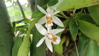 Coelogyne Nitida Orchids [upl. by Baillieu]