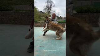 Training Big Wild Aggressive Husky 🤯 How To Train Dog 💀😱 shorts pets dog trending traineddogs [upl. by Beach]