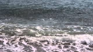 Mackerel on Chesil Beach [upl. by Trella]