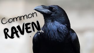 Common Raven  Bold Charismatic and Super Smart [upl. by Alleiram]