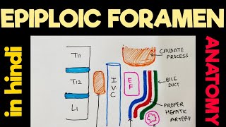 Epiploic Foramen  Omental Foramen  Foramen of winslow  Greater Sac  Lesser Sac  Abdomen [upl. by Leksehcey923]