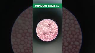 TS of Monocot stem ll  visualise by physics lecturer education [upl. by Naveb514]