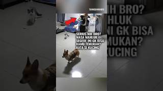 Ke Mana Perginya Tuan Petualangan Si Anjing Bingung [upl. by Nafets850]