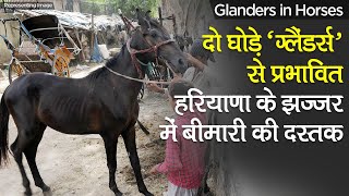 Glanders in India ‘ग्लैंडर्स वायरस ’ से दो घोड़े प्रभावित Haryana के Jhajjar में Virus की दस्तक [upl. by Maggy485]